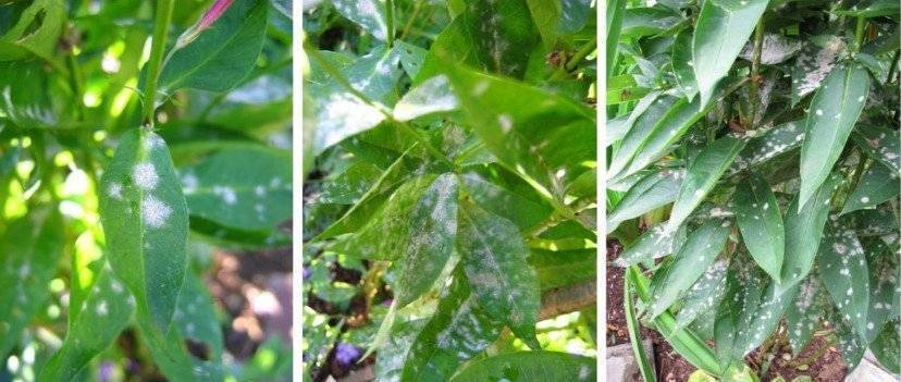 Грибковые болезни флоксов пятнистость листьев