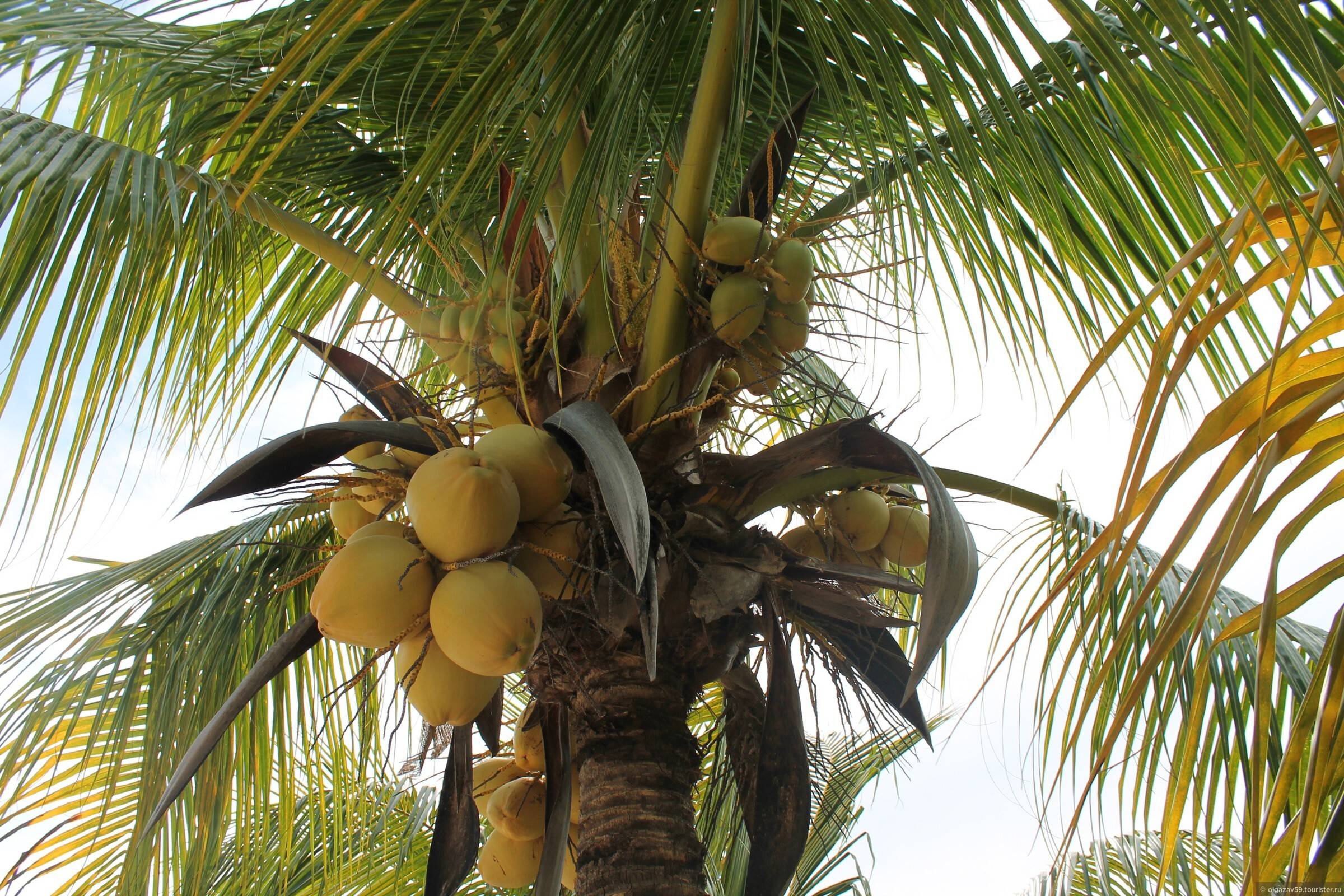 Как вырастить кокос в домашних условиях? уход за кокосовой пальмой дома