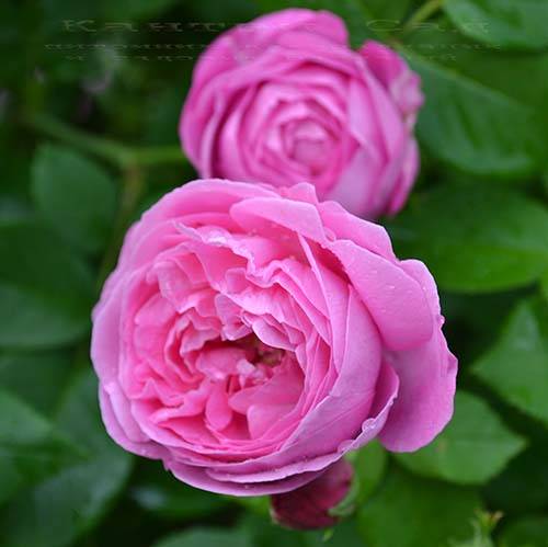 Парковая роза луис одьер (louise odier): фото и описание, отзывы о сорте