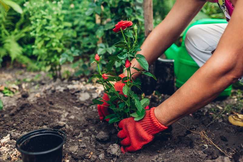 Как вырастить розы в своем саду: посадка и уход — краткая энциклопедия для начинающих садоводов (170 фото)
