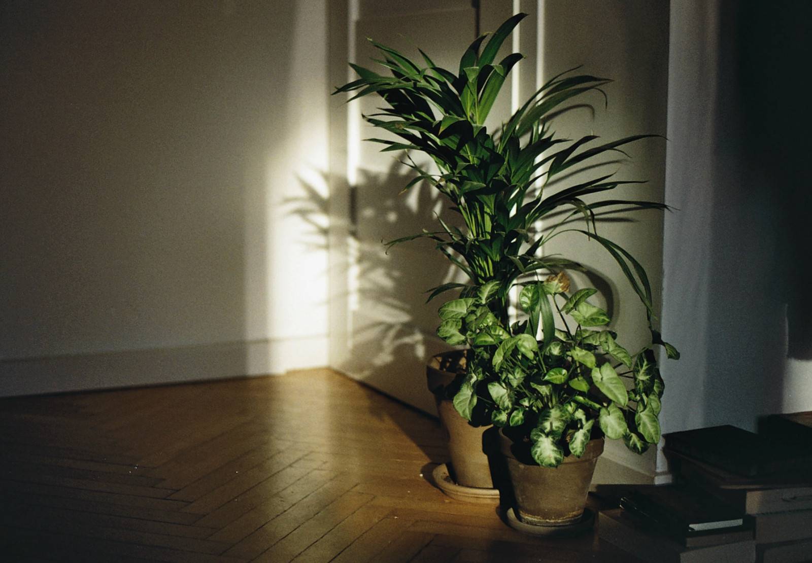 Тенелюбивые комнатные растения с фото и названиями: самые лучшие