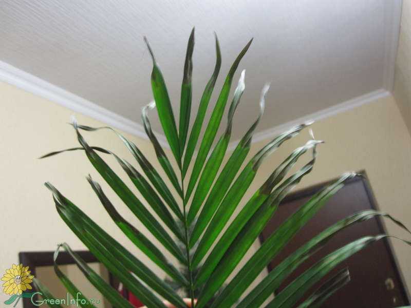 Хризалидокарпус — правильный уход в домашних условиях – уход за растениями