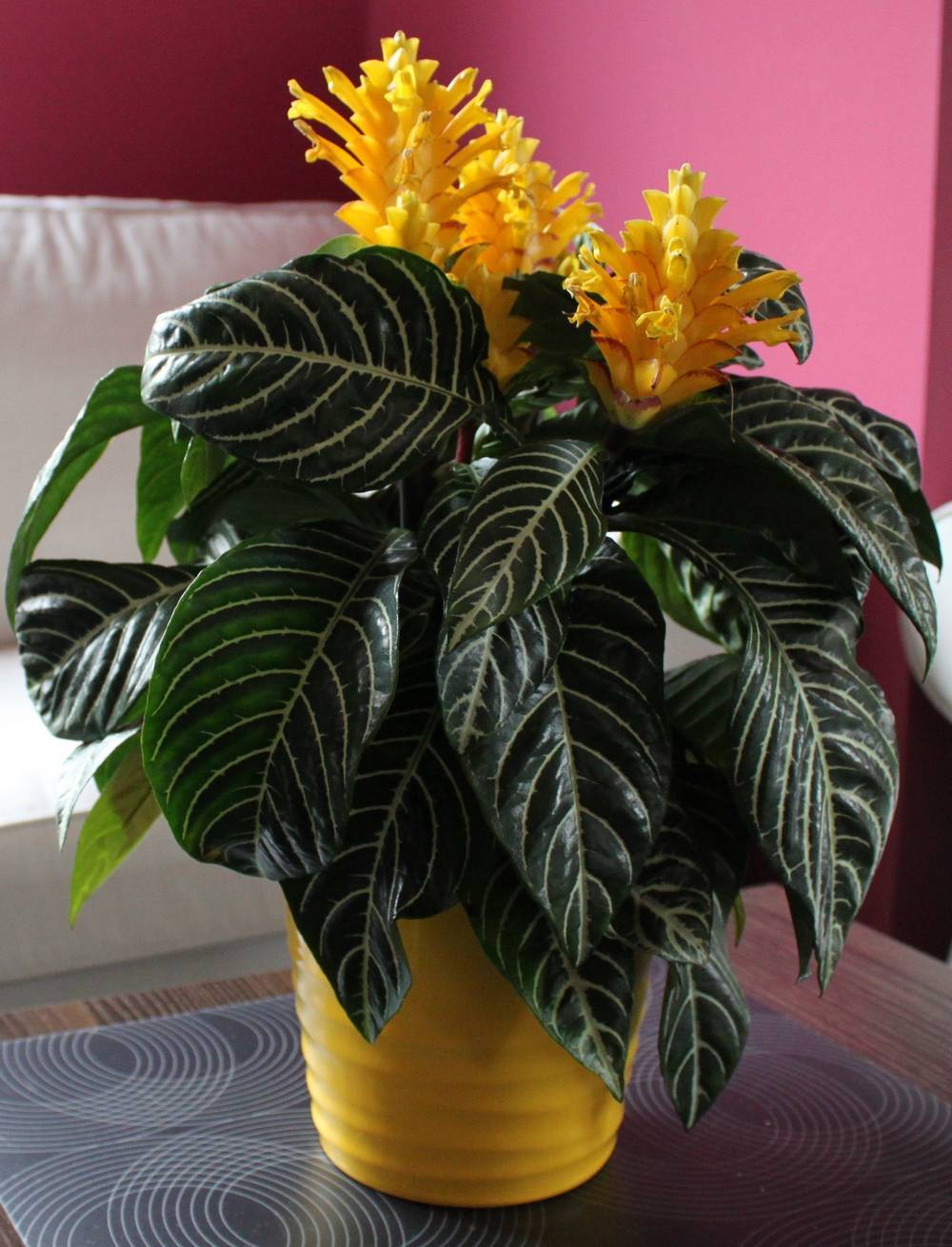 Санчезия, или санхезия — комнатная новинка из тропиков. уход в домашних условиях. фото — ботаничка