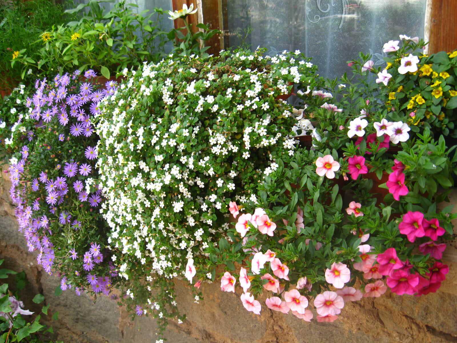 Цветок бакопа ампельная: фото растения, выращивание из семян и уход