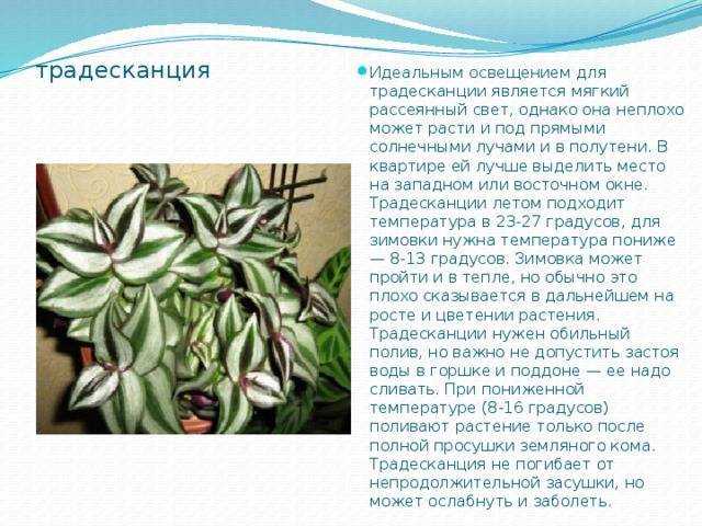 Растение зебрина (традесканция висячая) - уход в домашних условиях
