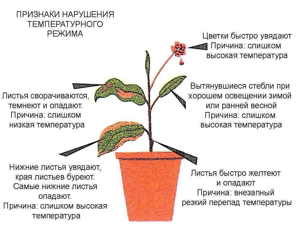 Кроссандра: посадка из семян, уход, размножение в домашних условиях