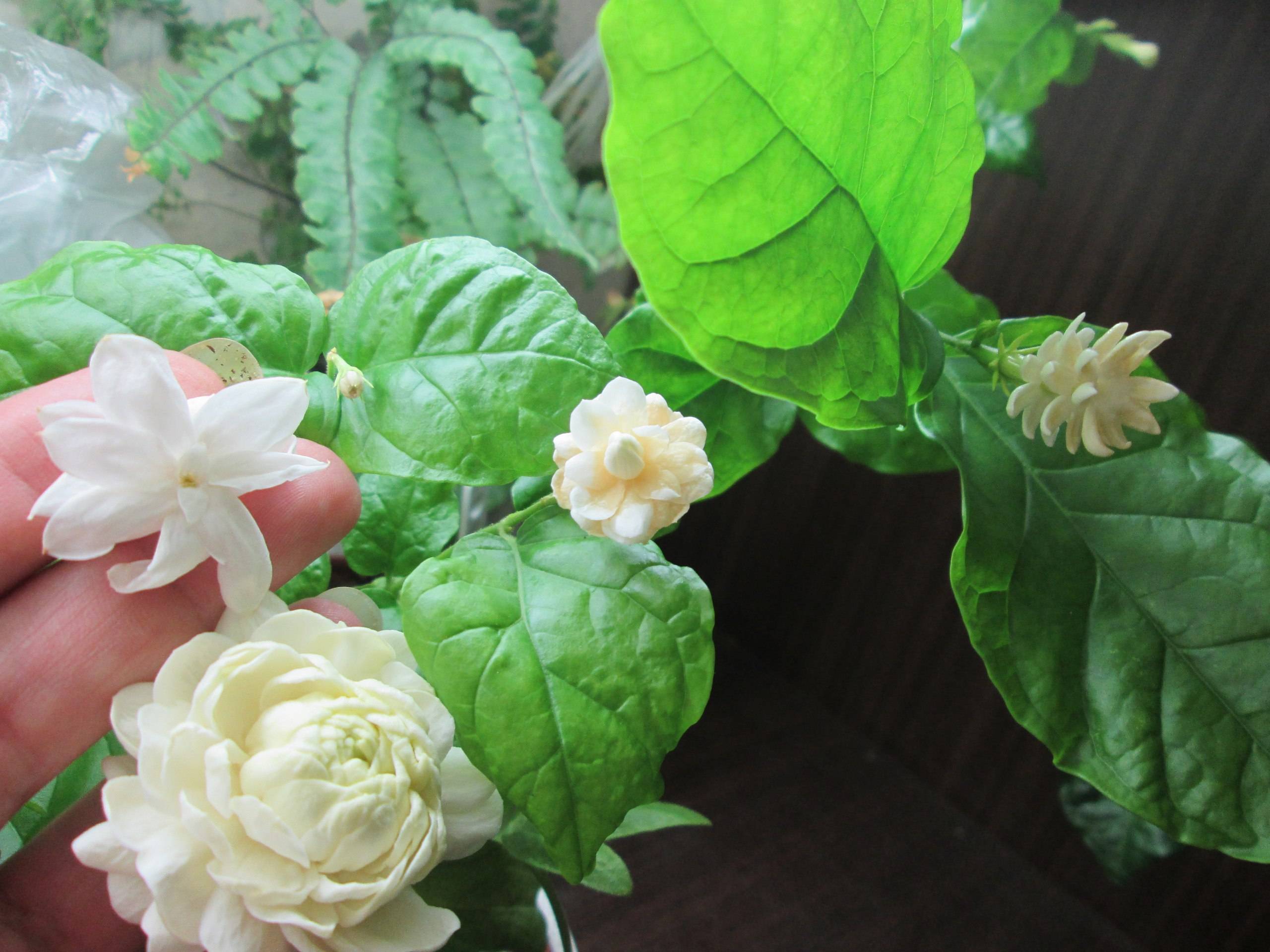Как вырастить комнатный жасмин: подбор сорта, уход, причины отсутствия цветения
