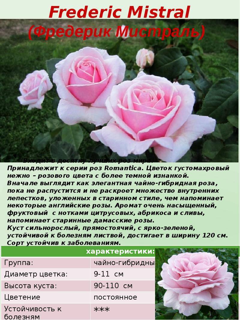 Чайно-гибридные розы сорта с фото, названиями и описанием