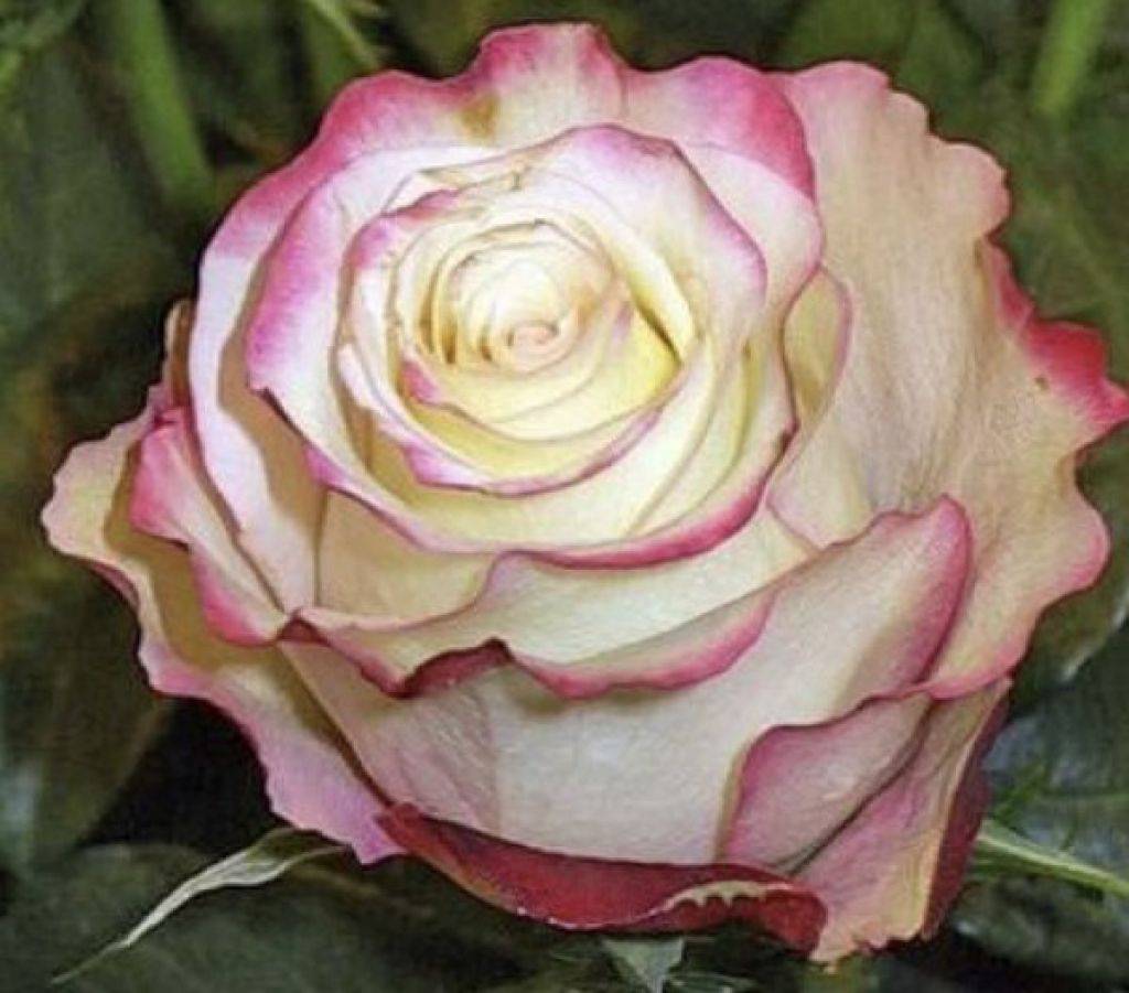 Чайно-гибридные и плетистые розы — характеристики сортов для разных регионов. фото — ботаничка