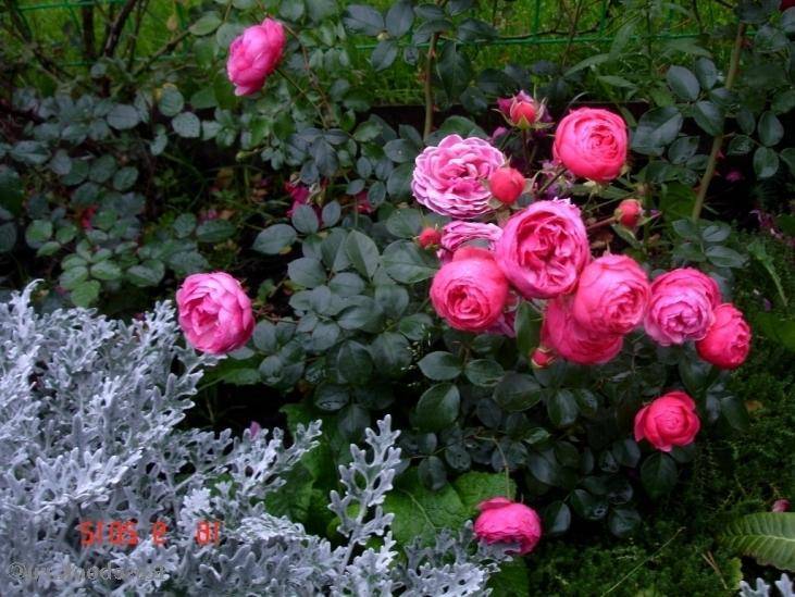 Роза помпонелла: описание и фото, происхождение, цветение, особенности ухода и размножения, болезни и вредители