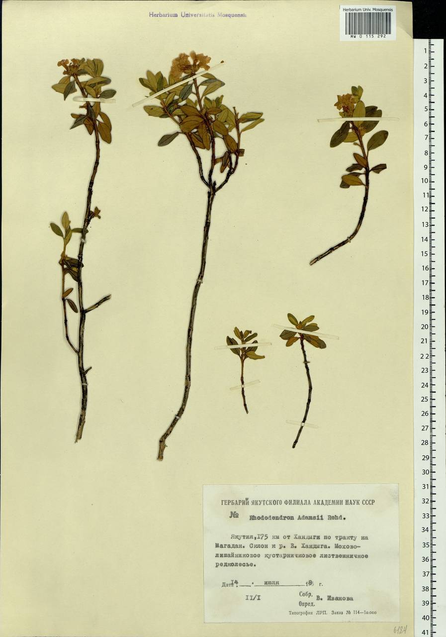 Рододендрон адамса - rhododendron adamsii - описание таксона - плантариум