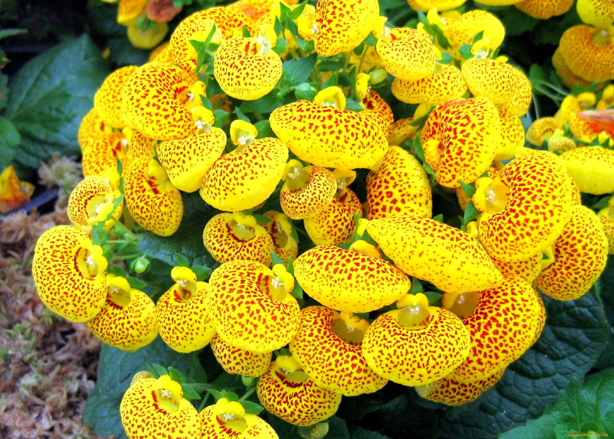 Цветок кальцеолярия. выращивание из семян в домашних условиях. посадка и уход. фото видов. обсуждение на liveinternet