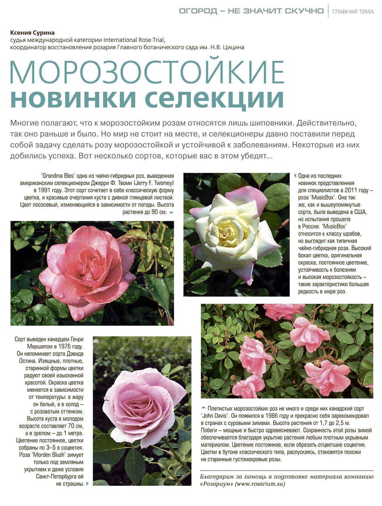 Роза блаш: описание и фото сорта blush rose, история возникновения, цветение и использование в ландшафтном дизайне, уход и размножение, болезни и вредители