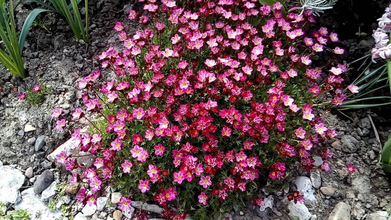 Камнеломка: посадка и уход в открытом грунте, фото цветов со скромным обаянием