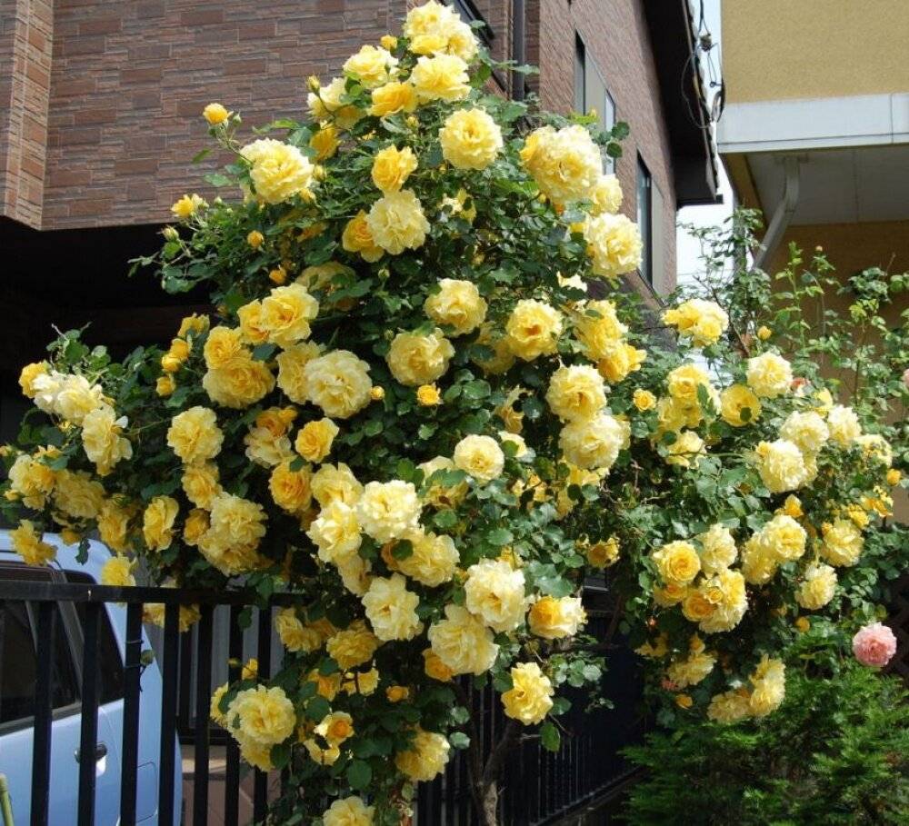 Роза плетистая голден шауерс (шоверс, golden showers): повторноцветущая, желтая, описание сорта, характеристики, посадка и уход