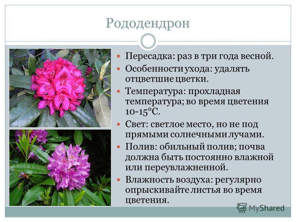 Рододендрон кавказский: лечебные, полезные, целебные свойства, противопоказания, польза, вред и применение