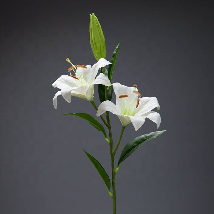 Белый комнатный цветок эухарис – амазонская лилия – фото