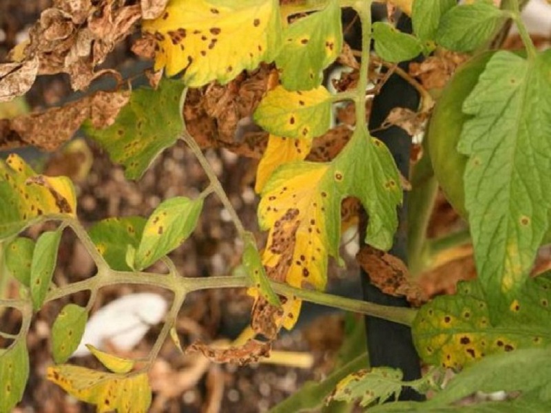 Почему желтеют и сохнут листья у петунии