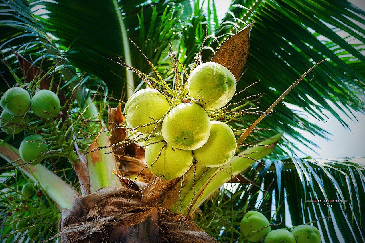 Кокосовая пальма - часть тропиков в домашних условиях: виды, плоды, фото