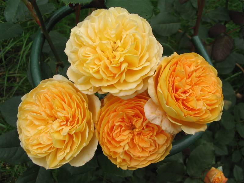 Роза «принцесса маргарет» фото и описание, отзывы садоводов