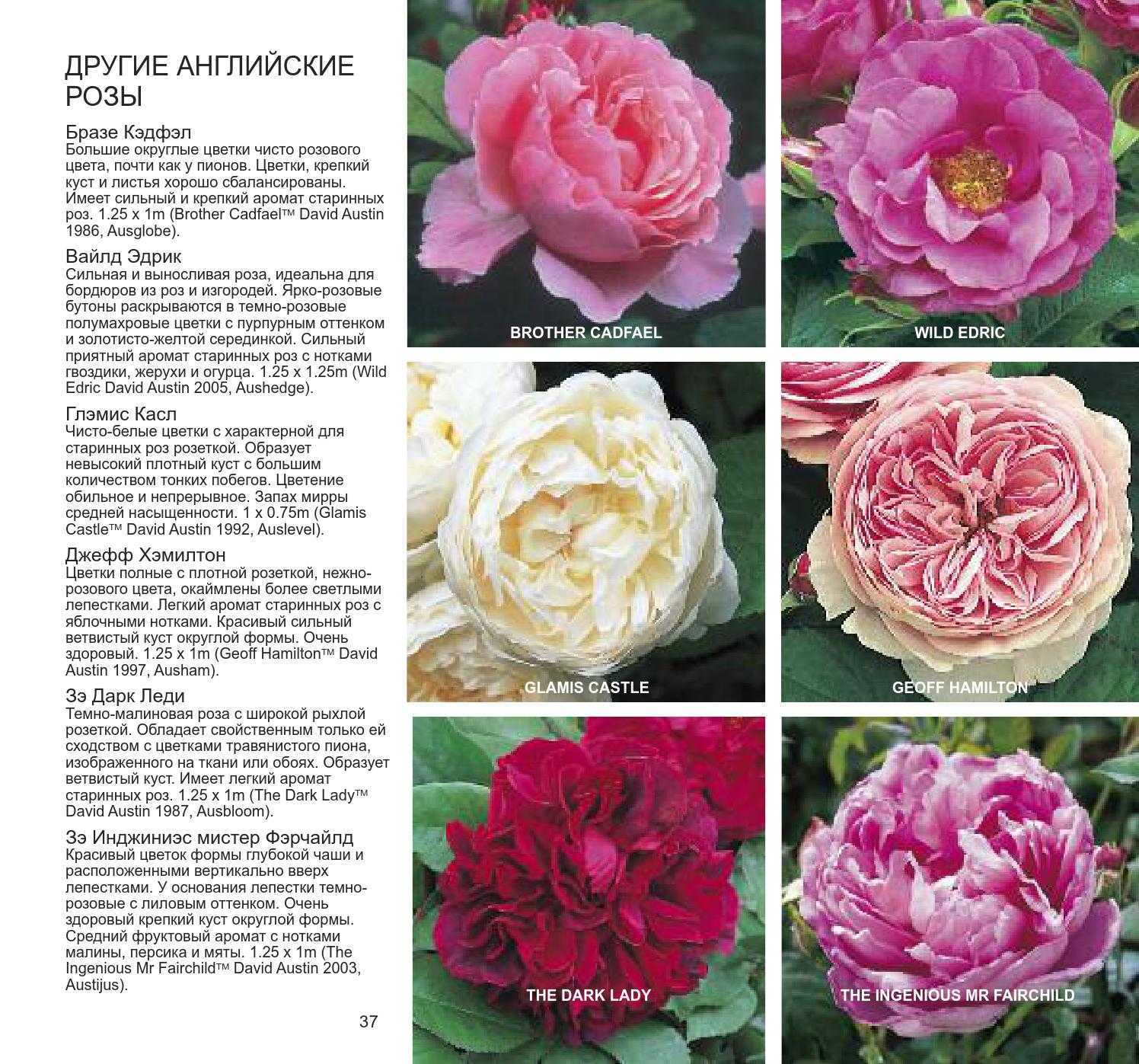 Описание и характеристики плетистой розы сорта принц, правила выращивания