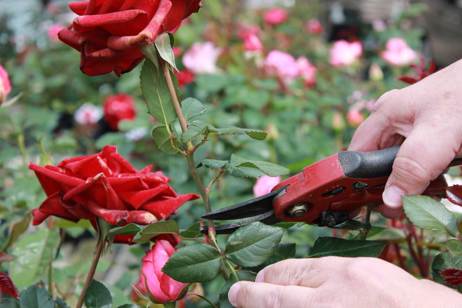 Как вырастить розы в своем саду - краткая энциклопедия (170 фото)