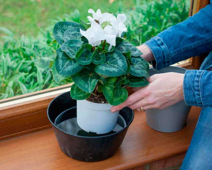 Полив цикламена в домашних условиях: правила ухода за комнатным цветком