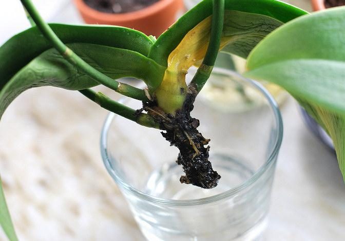 Как спасти орхидею без корней, листьев и точки роста, или с чем-то одним: как в домашних условиях реанимировать вялый цветок, что делать, когда побег отвалился?