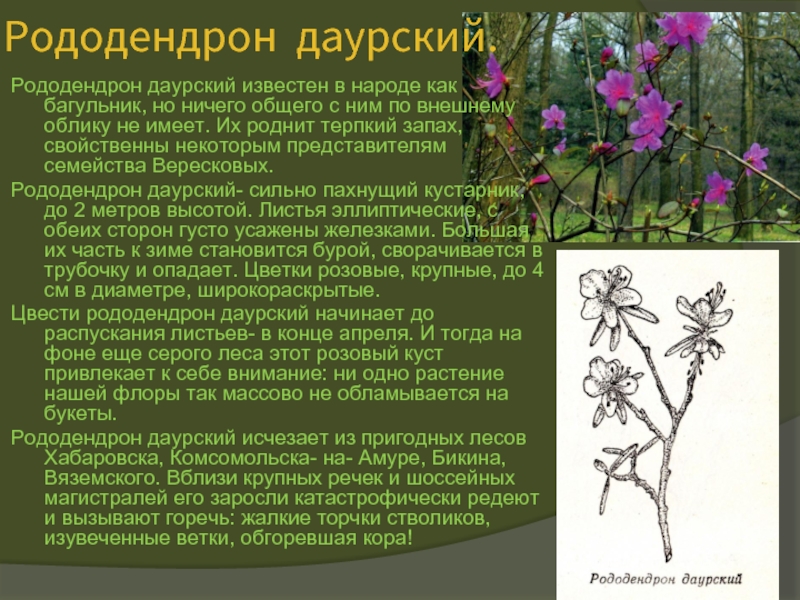 Рододендрон даурский (багульник): описание, размножение, виды с фото и описанием