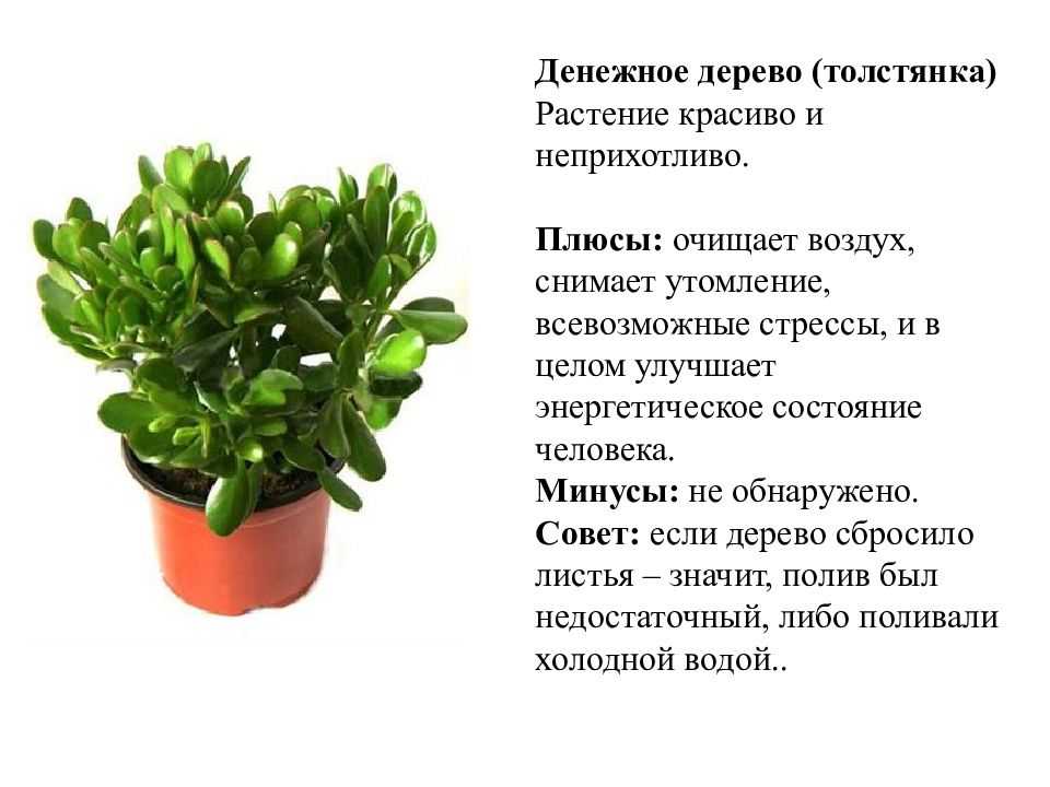Как ухаживать за толстянкой (денежным деревом): полив, температура и освещение - статьи и советы на furnishhome.ru