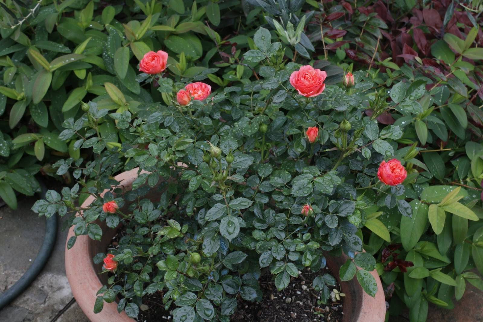 Выращивание спрей-розы файер флеш: как сажать компактный голландский кустарник