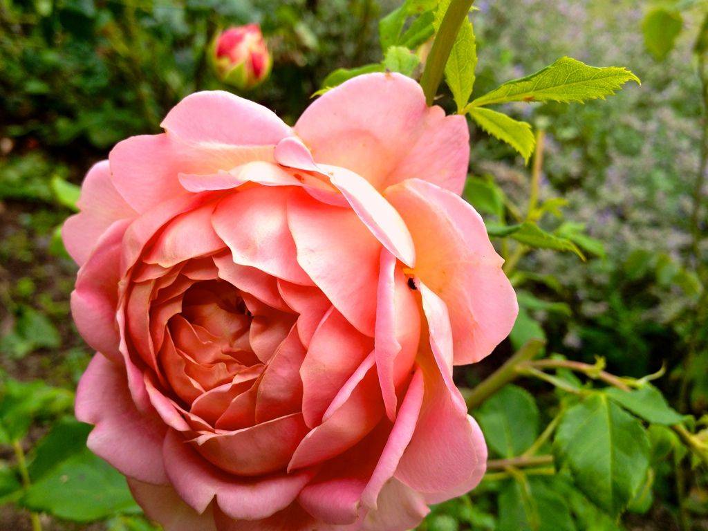 Роза абракадабра — характеристики и описание сорта