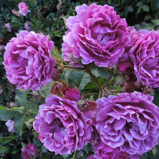 Яркая красавица роза нина вейбул — характеристика сорта, советы по уходу и фото растения