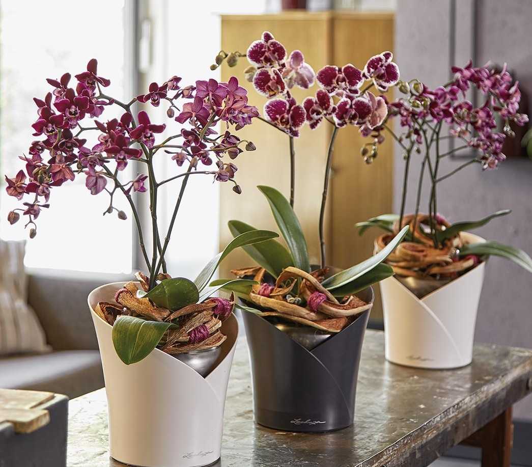 Орхидея фаленопсис: какой горшок нужен и как выбрать правильный размер кашпо, чтобы посадить, а также выбор лучшей емкости: стеклянная ваза, пластик или керамика