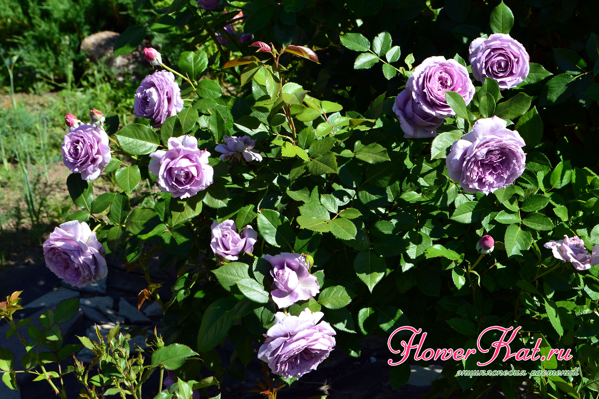 Роза братья гримм (rose floribunda gebruder grimm): характеристика и описание сорта с фото и отзывы садоводов