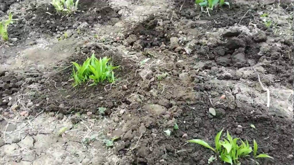 Каллы садовые: посадка и уход в открытом грунте, выращивание, фото