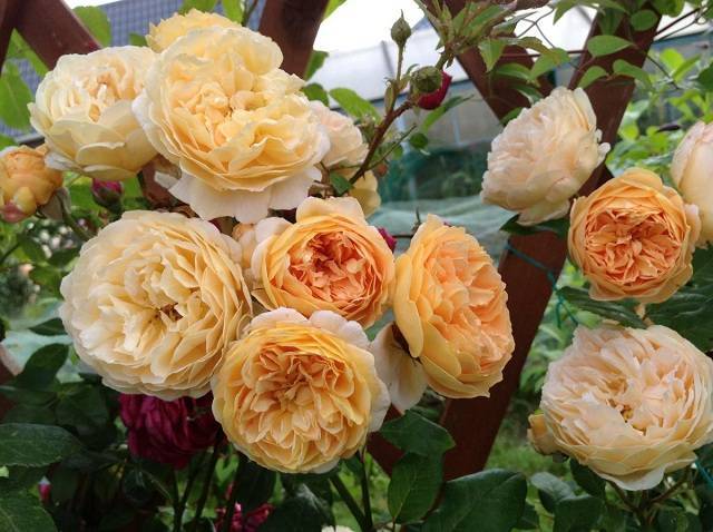 Буйство красок и аромат: английские розы, все о них
