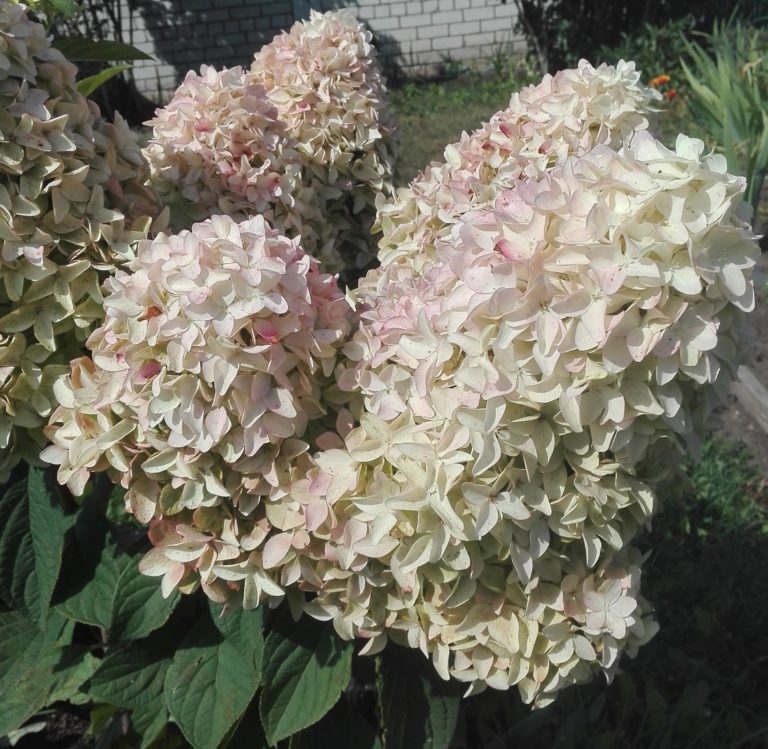 Гортензия метельчатая мэджикал кэндл - великолепная красавица садов