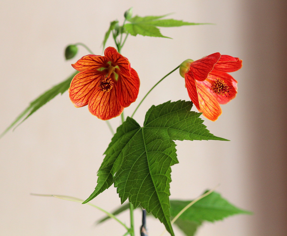 Цветок абутилон или комнатный клен: виды с фото и как вырастить