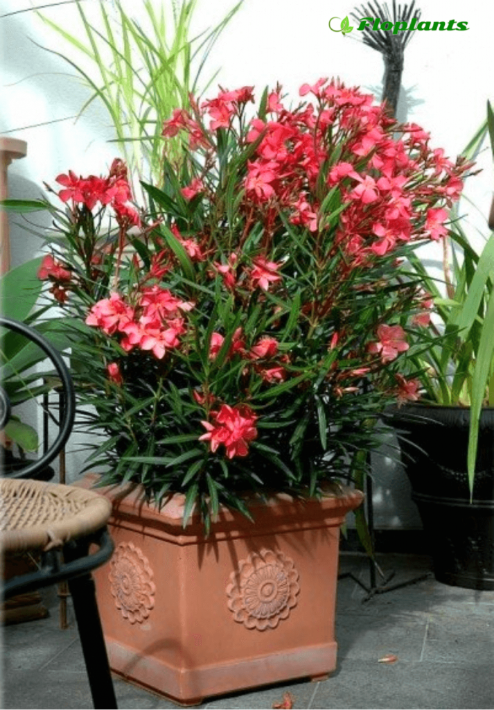 Олеандр - уход и выращивание в домашних условиях, фото цветка