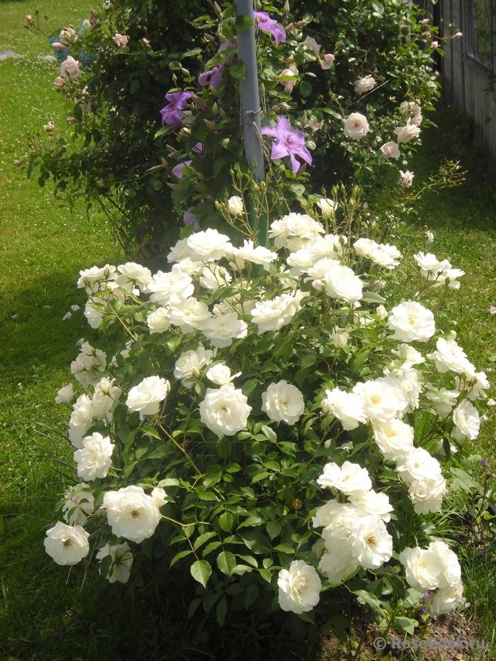 Роза бланк мейяндекор (blanc meillandecor) — характеристики культуры