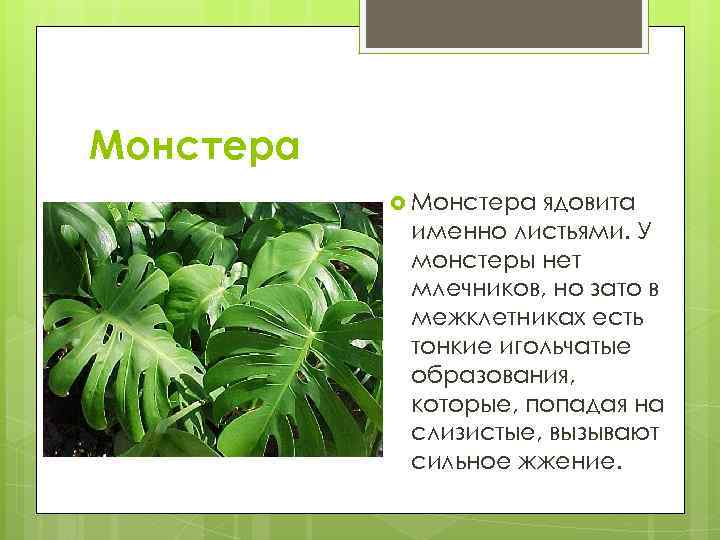 Монстера — можно ли держать цветок дома и как ухаживать? — life-sup.ru