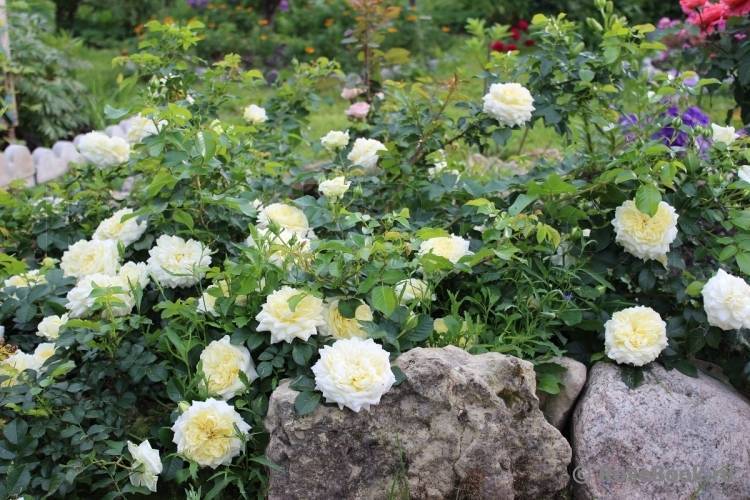 9 лучших сортов почвопокровных роз: уход и выращивание, подготовка к зиме