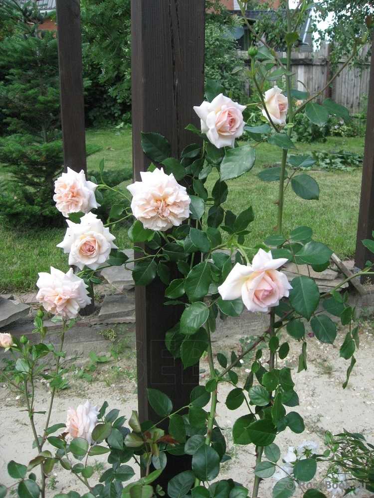 Буйство красок и аромат: английские розы, все о них