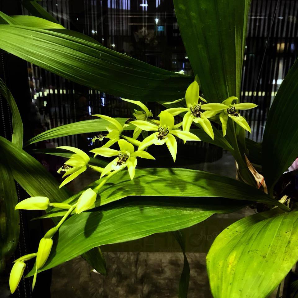 Выращивание орхидеи целогина: в домашних условиях, особенности выращивания, уход, полив, размножение, цветение