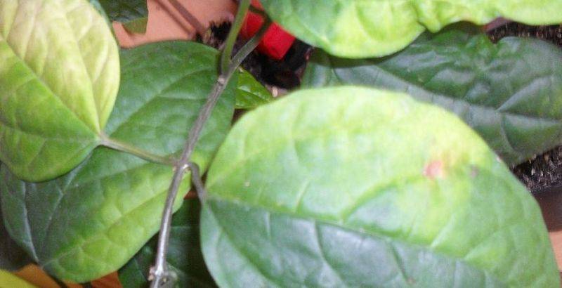Клеродендрум: почему не цветет при уходе в домашних условиях, причины этой проблемы у филипинского вида, что делать и как заставить растение выпустить бутоныдача эксперт