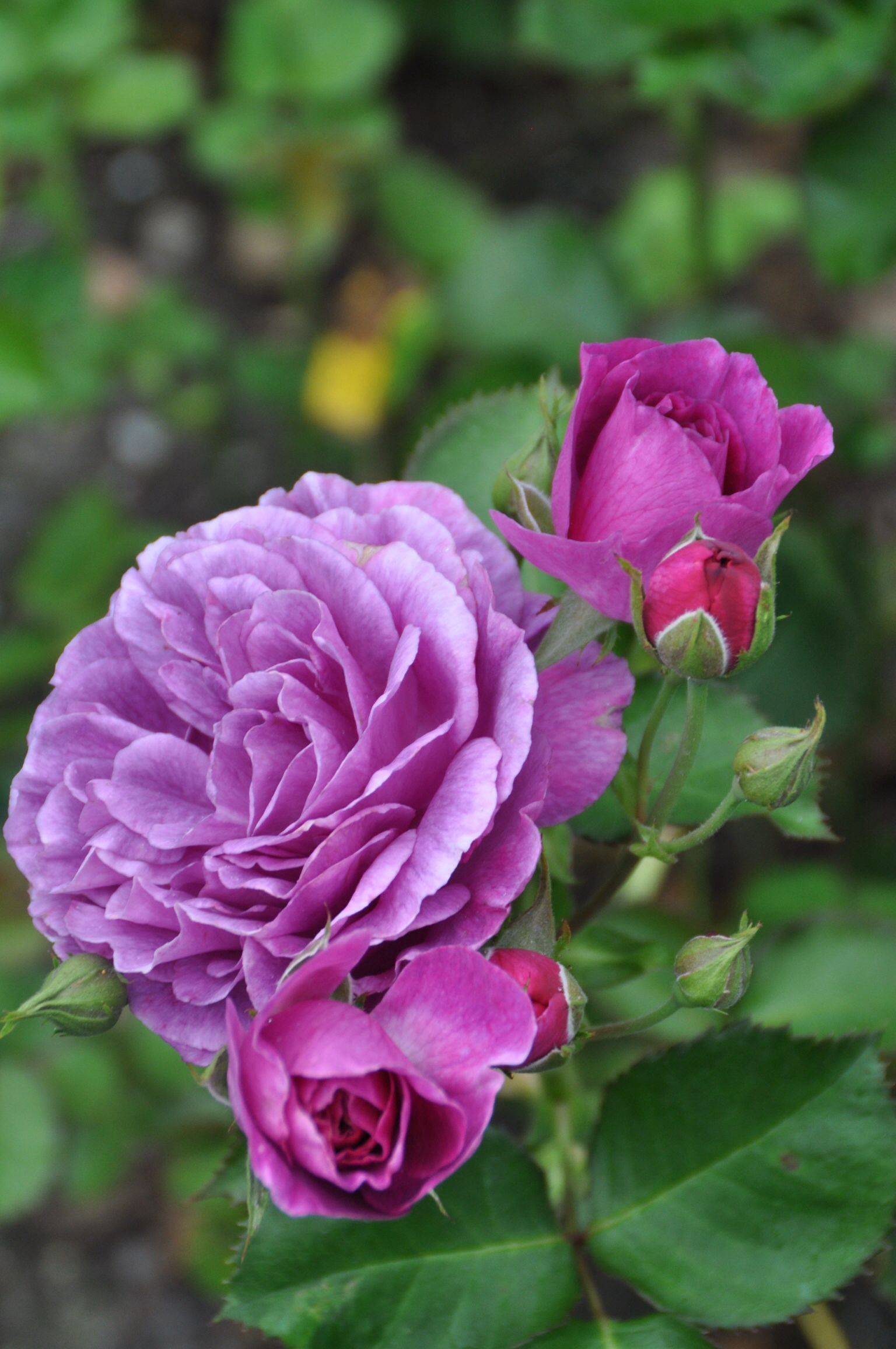Роза лавендер айс (lavender ice) — характеристики флорибунды