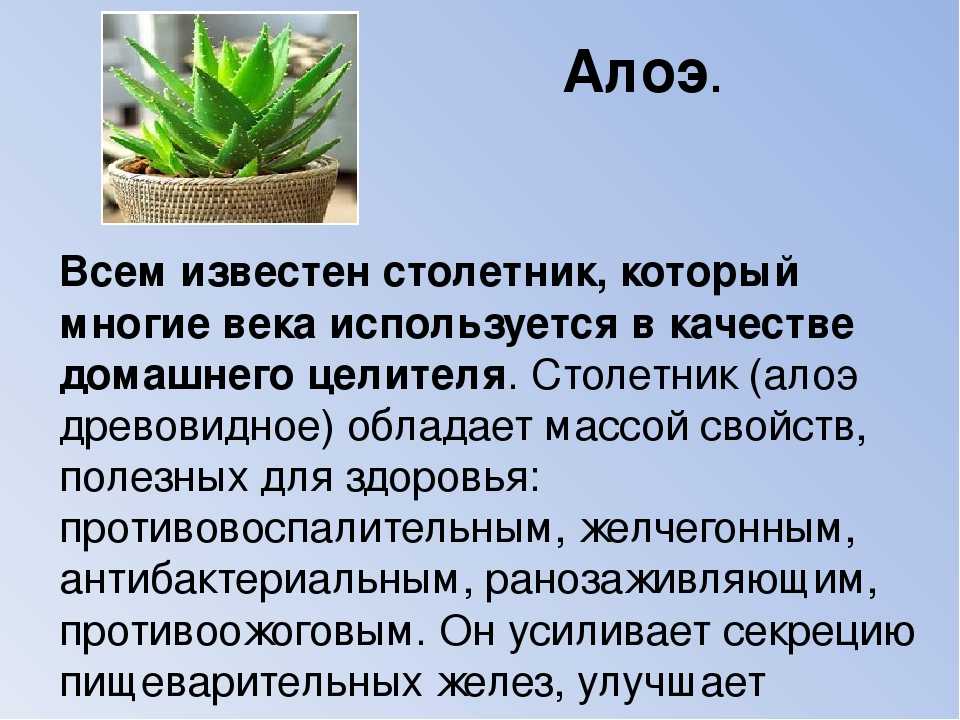 Столетник: уход в домашних условиях, посадка и размножение растения - sadovnikam.ru