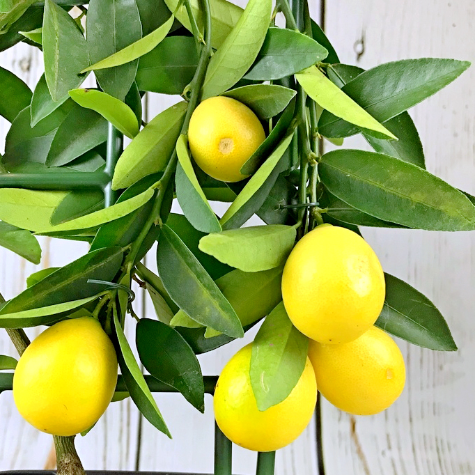 Выращивание комнатного лимона: популярные сорта, как ухаживать в домашних условиях