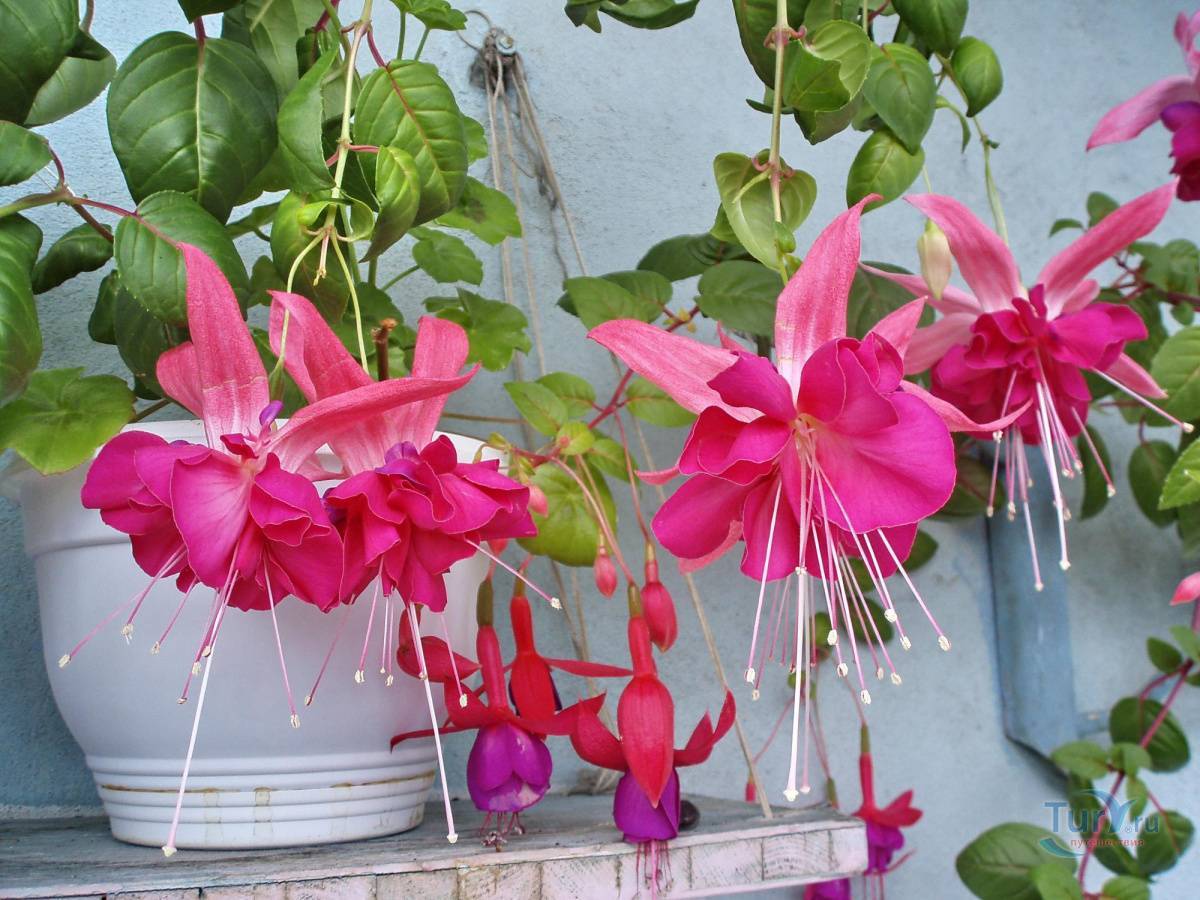Фуксия — выращивание цветка в домашних условиях и правильный уход за ним